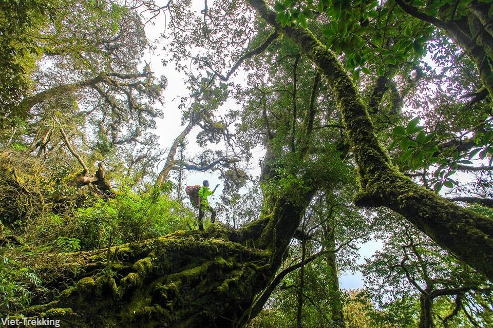 Tour of Trekking from Bac Ha to Thong Nguyen 11 Days